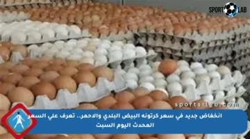 انخفاض جديد في سعر كرتونة البيض البلدي والأحمر.. تعرف على السعر المحدث اليوم السبت